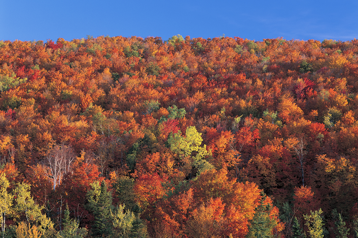 世界一の紅葉】カナダ、ローレンシャンの秋 | 写真家 吉村和敏